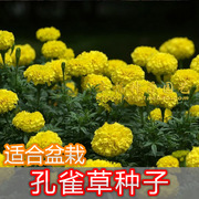 孔雀草花种子盆栽花卉种子 小万寿菊，红黄草，西番菊 臭菊花