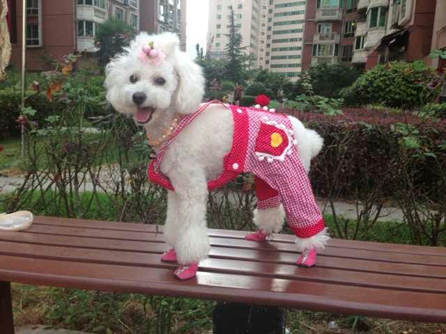 二色拼接背带裤 宠物衣服小狗服装潮狗吉娃娃泰迪小型犬裤子在类目 宠物/宠物食品及用品, 宠物服饰及配件, 服装/用品定做(新), 宠物服装中 - 来自Buy2taobao.com提供专业的淘宝代购服务