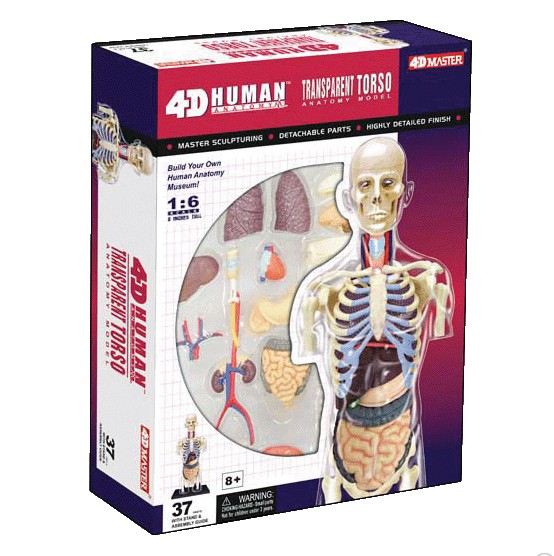 4D Master human body science Summer preferential transparent Trunk anatomy Model Teaching aids)in the Toy/Childs/Puzzle/Building block/Model , Static model , Other model toys category - from Buy2taobao.com to provide professional Taobao agent buy service