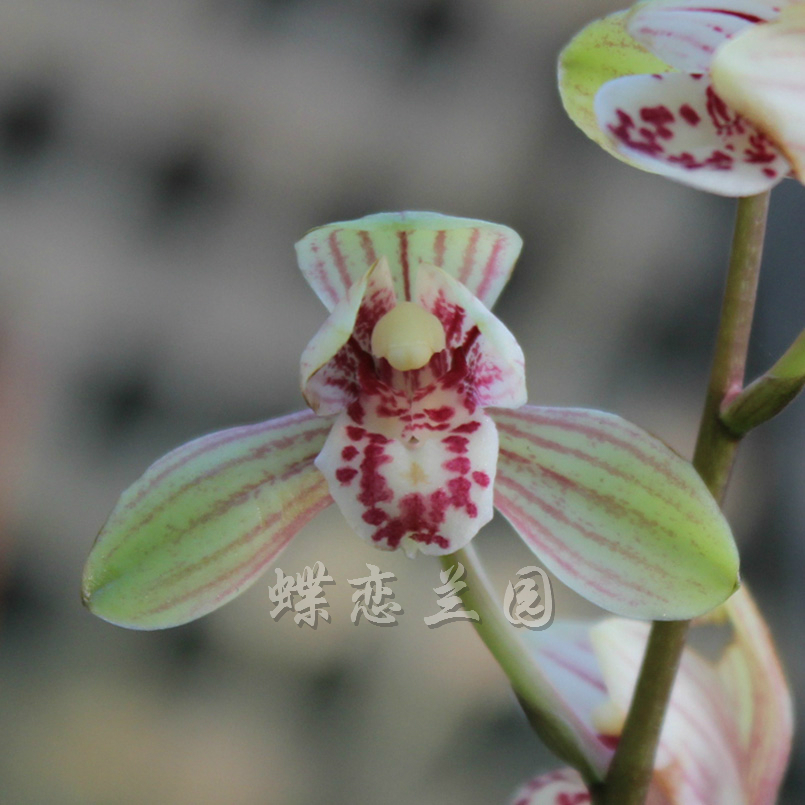 君荷 浓香建兰四季兰花荷瓣 2苗140元 追求质量的请进在类目 鲜花速递/花卉仿真/绿植园艺, 花卉/绿植盆栽(新), 花卉中 - 来自Buy2taobao.com提供专业的淘宝代购服务