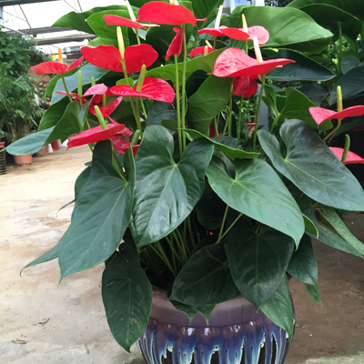 红掌 火鹤 桌面 盆栽 高档花卉 观花 植物 烛台花 年宵花卉|ruв категории доставка цветов/цветок моделирования/растения садоводства, цветок/растения в горшках (новый), цветок - от Buy2taobao.com для оказания профессиональной услуги покупки агента Taobao