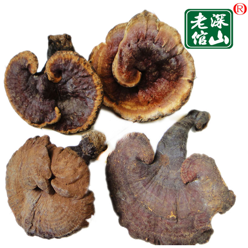 深山老倌牌云南特产纯野山灵芝赤芝 林芝 赤灵芝半斤五个新货包邮在类目 传统滋补营养品, 灵芝, 整枝灵芝中 - 来自Buy2taobao.com提供专业的淘宝代购服务