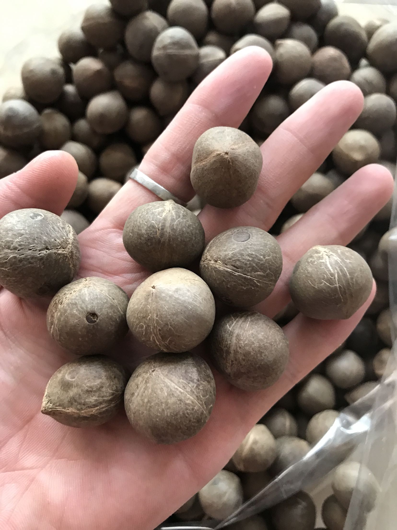 natural wild Coconut seabed Coconut fresh Coconut dried food Coconut 250g Soup snail Maw Material Sciencein the Agri rice/Dried foods/Condiment , Dried foods/Meat Dry , Dry/Native , Other category - from Buy2taobao.com to provide professional Taobao agent buy service