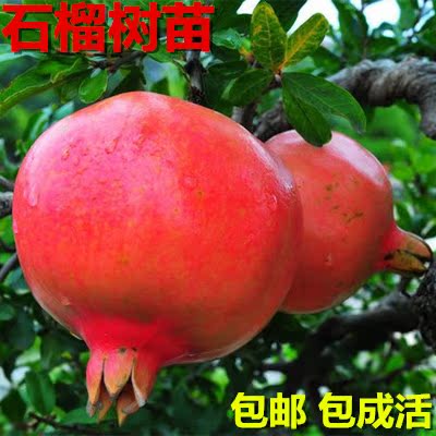 石榴树苗南方北方种植巨籽蜜石榴苗大苗当年结果嫁接盆栽果树苗木在类目 鲜花速递/花卉仿真/绿植园艺, 庭院植物/行道树木/果树中 - 来自Buy2taobao.com提供专业的淘宝代购服务