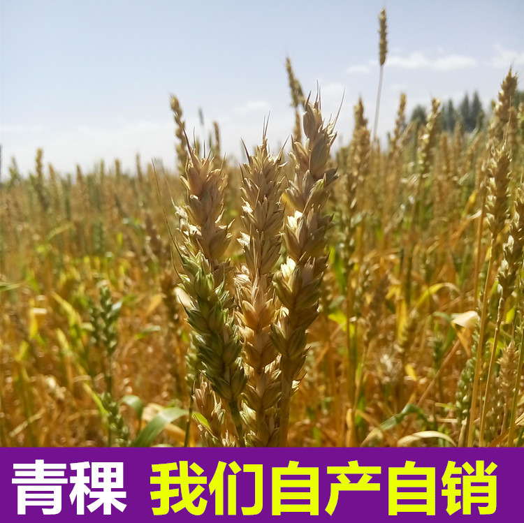 莜莜良品 青稞米青藏高原特产 西藏大麦蓝青稞 五谷杂粮 青海发货