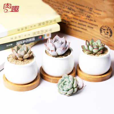 多肉植物雪莲 罗密欧 乌木实生 等多肉植物盆栽好品种基地直供