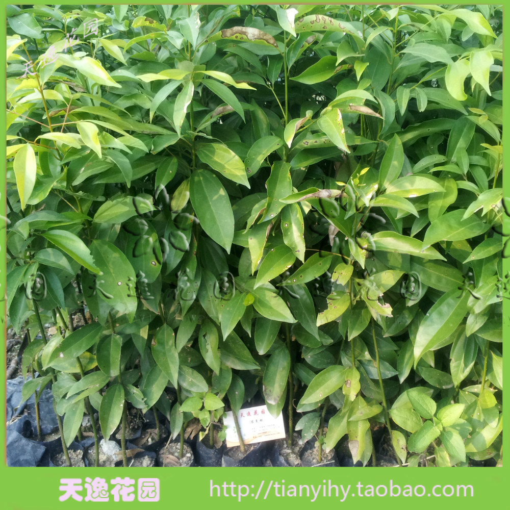 冲冠满包邮 绿化树苗 阴香苗 天竺桂苗 山玉桂苗 香胶叶苗在类目 鲜花速递/花卉仿真/绿植园艺, 花园植物/行道树/果树, 行道树/乔木中 - 来自Buy2taobao.com提供专业的淘宝代购服务