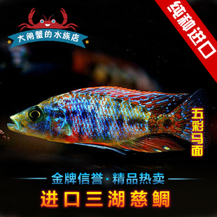 进口台湾三湖慈鲷鱼  坦鲷 马鲷 五彩马面鱼 活体 热带鱼 观赏鱼