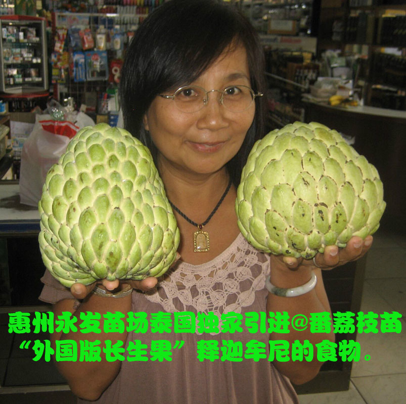 良种进口番鬼荔枝苗泰国番荔枝果树苗番荔枝果树苗南方种植在类目 鲜花速递/花卉仿真/绿植园艺, 花园植物/行道树/果树, 果树中 - 来自Buy2taobao.com提供专业的淘宝代购服务
