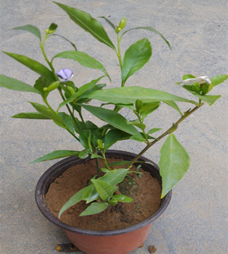 双色茉莉 庭院阳台盆栽花卉 鸳鸯茉莉 观花绿植芳香植物进化空气