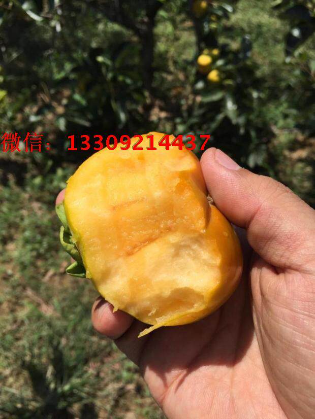 5斤包邮日本脆甜柿子2015年新鲜甜脆柿子硬柿子碰坏包赔