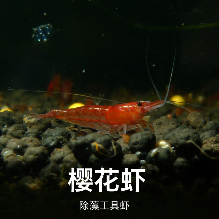 胖胖鱼房 樱桃虾 除澡虾 观赏虾 观赏鱼 观赏虾活体 樱花虾 包损|ruв категории животное/Животное питание и принадлежностей, аквариум мира, креветки - от Buy2taobao.com для оказания профессиональной услуги покупки агента Taobao