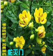 名貴藥材,蛇滅門苗,驅蛇防蛇,望江南、野決明 葉子種子可食用在類目 鮮花速遞/花卉仿真/綠植園藝, 花卉/綠植盆栽(新), 綠植中 - 來自Buy2taobao.com提供專業的淘寶代購服務