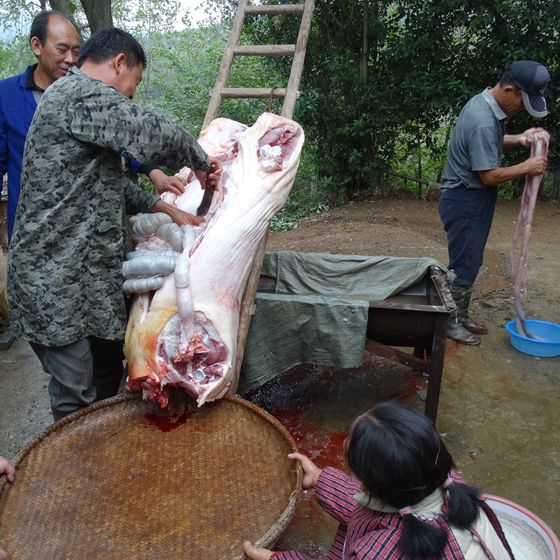 农家散养新鲜土猪肉农村现杀黑猪肉猪肚排骨五花肘子肋排前后腿肉在类目 水产肉类/新鲜蔬果/熟食, 生肉/肉制品, 猪肉类, 生猪肉中 - 来自Buy2taobao.com提供专业的淘宝代购服务