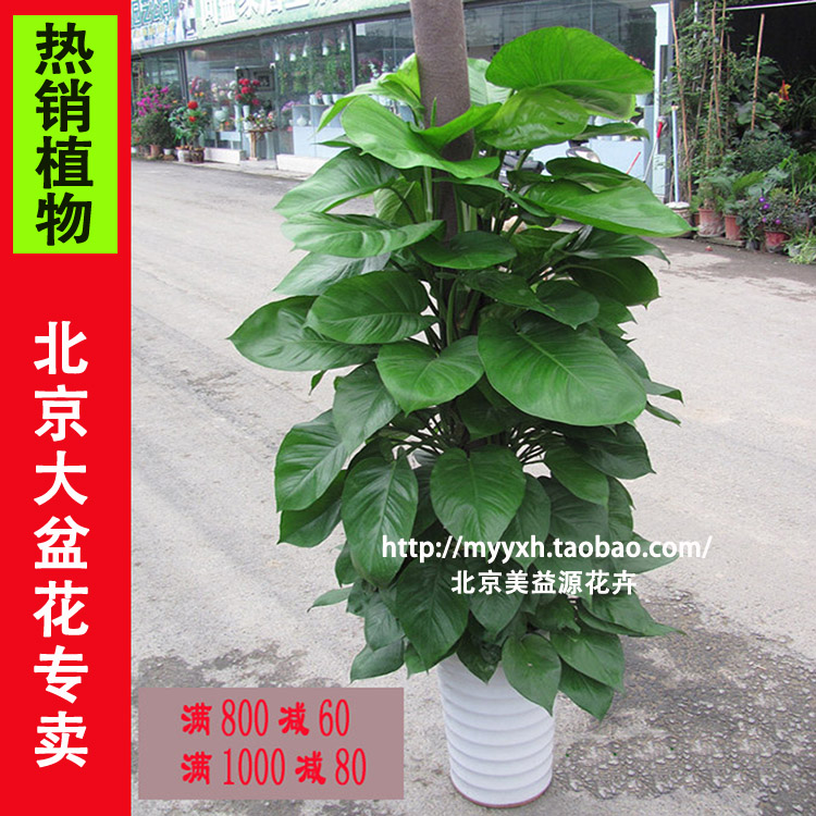 大葉綠蘿室內吸甲醛盆栽植物 北京綠植租擺花卉租賃綠植租擺養護在類目 鮮花速遞/花卉仿真/綠植園藝, 花卉/綠植盆栽(新), 大型綠植/成品組合盆栽中 - 來自Buy2taobao.com提供專業的淘寶代購服務