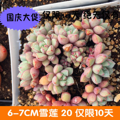 清晰园艺丨多肉植物 小苗 蓝宝石 办公室 有根 新手 特价爆款