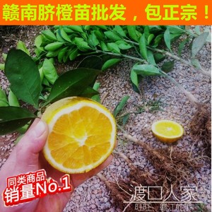 赣南脐橙苗 明年结果 可参观果园 赣州发货橙子
