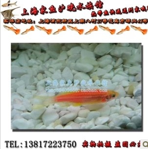 紅斑馬魚新手魚飼料魚熱帶魚觀賞魚活體魚 適合新手繁殖在類目 寵物/寵物食品及用品, 水族世界, 魚中 - 來自Buy2taobao.com提供專業的淘寶代購服務