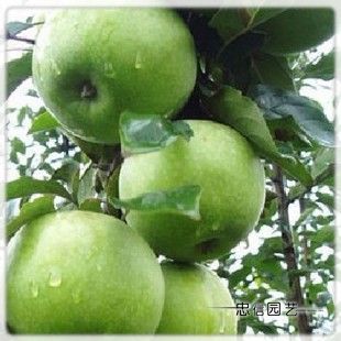 果树苗 苹果树苗【印度青苹果】肉紧,味甜,略带酸味|ruв категории доставка цветов/цветок моделирования/растения садоводства, двор растений/тротуар деревья/фруктовых деревьев - от Buy2taobao.com для оказания профессиональной услуги покупки агента Taobao