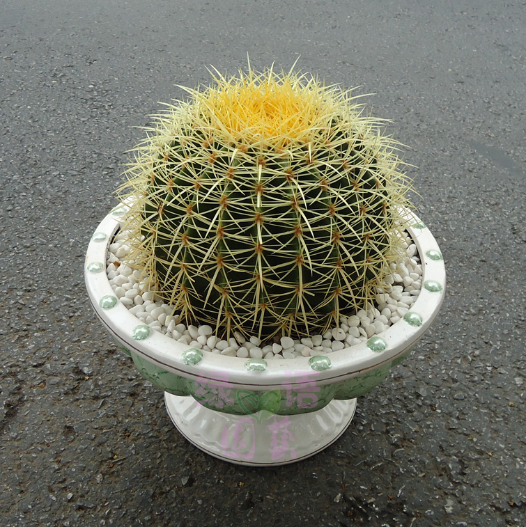 large Echinocactus Cactus Botany Potted plant indoor purify atmosphere Radiation protection Botany Shanghai Delivery The doorin the Flower delivery/Flowers simulation/Plants gardening , Flowers/Potted plants (New) , Plants category - from Buy2taobao.com to provide professional Taobao agent buy service