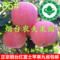 上下架计划:现货 山东特产正宗烟台苹果栖霞红富士新鲜水果 85#10斤批发包邮