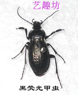 昆虫标本防腐处理原虫150多种新品特卖特价创意礼物促销科普展览在类目 宠物/宠物食品及用品, 爬虫/鸣虫及其用品, 其他爬虫/鸣虫中 - 来自Buy2taobao.com提供专业的淘宝代购服务