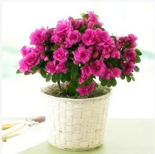 盆栽室内花卉观花植物 比利时杜鹃花 盆栽盆景花卉映山红