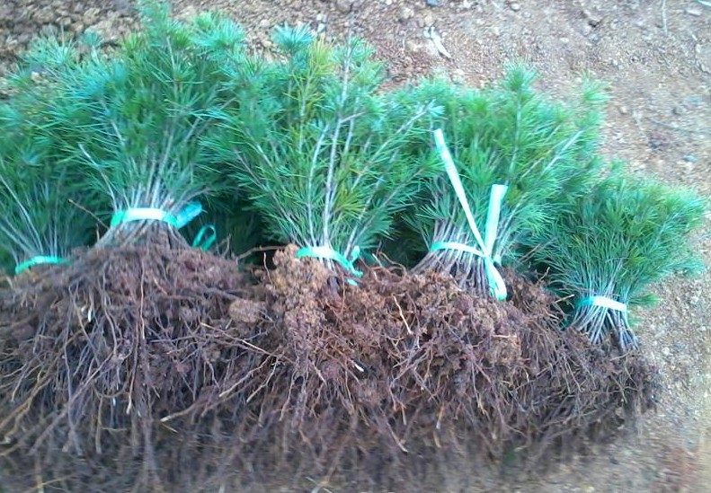 雪松小苗批发 绿化小苗雪松树苗 雪松苗基地直