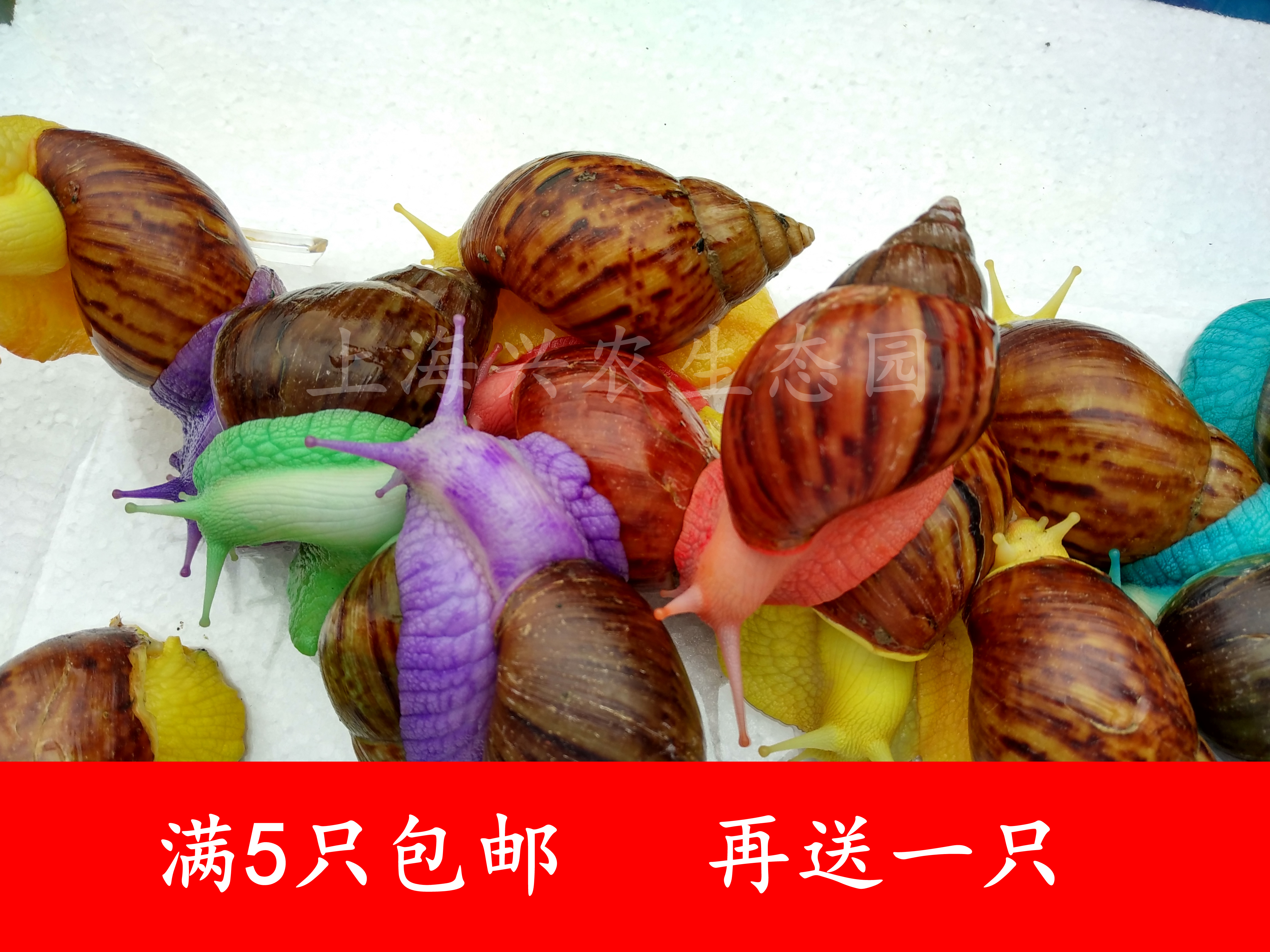 白玉蜗牛宝石蜗牛大宠物蜗牛个性宠物彩色七彩蜗牛活体彩色蜗牛|msdalam kategori haiwan peliharaan/makanan haiwan dan bekalan, haiwan kesayangan yang lain, haiwan kesayangan yang lain - dari Buy2taobao.com untuk memberikan perkhidmatan ejen Taobao profesional membeli