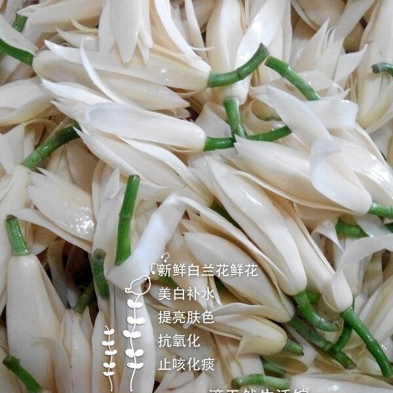 2019年6-11月新鲜白兰花鲜花新鲜腌制白兰花提取纯露花材专用在类目 鲜花速递/花卉仿真/绿植园艺, 婚礼鲜花布置, 其它中 - 来自Buy2taobao.com提供专业的淘宝代购服务