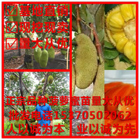 非海南红肉菠萝蜜-肉菠萝蜜嫁接苗 当年结果正