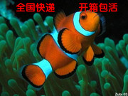 海水鱼手抓巴东黑边公子小丑鱼金透红小丑鱼咖啡苹果小丑鱼活体