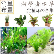 小林入门新手金鱼定植水草，淡水鱼缸植物装饰水族箱造景懒人