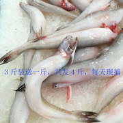石浦海鲜 野生新鲜 豆腐鱼 龙头鱼龙头烤3斤装送 一斤-海捕