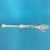 人体骨架模型上肢骨模型成人手臂骨肘关节手关节人体手臂骨骼模型