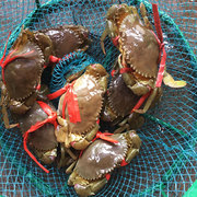 渔民小青蟹(1斤价3-5只)网红野生小螃蟹海蟹鲜活海鲜