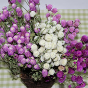 千日红天然干花 花束搭配客厅装饰花材 昆明花都