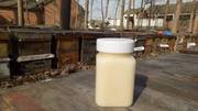 蜂蜜纯正天然野生农家自产油菜蜜500g结晶油菜蜜两瓶