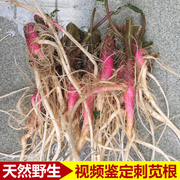 广东农家新鲜有机天然野生刺苋菜根红菜头假苋菜蔬菜刺苋现挖现卖