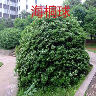 庭院绿化树苗海桐球小苗球四季常青气味芳香绿植物围墙绿篱笆围墙