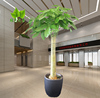 成都植物销售单棒发财树办公室客厅，大绿植室内盆栽观叶植物好养