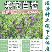 紫花苜蓿草种子多年生四季牧草种子苜蓿菜种籽鸡鸭鹅牛羊鱼草种籽