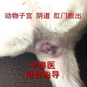 小香猪 宠物狗 子宫阴道 直肠脱垂 掉出 脱肛 医生咨询 技术服务