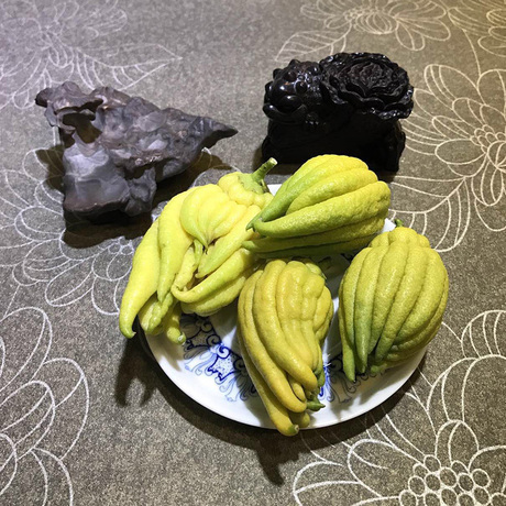 金华佛手