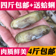 海鲜水产贝类鲜活蛏子新鲜蛏子野生双头蛏鲜活海蚬海贝11元/250g