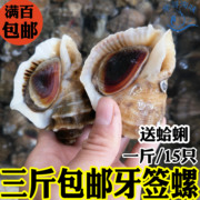 海螺鲜活新鲜海捕野生海鲜水产贝类食用现捞水产13元/250g