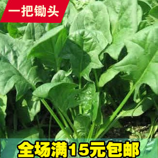 菠菜种子 家庭蔬菜种子阳台盆栽 庭院 阳台盆栽 青菜