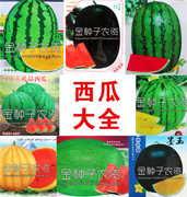 巨型西瓜种子 特大懒汉西瓜种子 高糖西瓜四季水果种子超甜