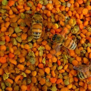 农家自产百花粉，纯天然蜂花粉新鲜食用滋补美容杂粉直供未破壁