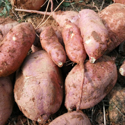 湖南农家特产现挖新鲜高山水果香红薯红皮黄心地瓜香薯自种山番薯